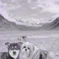 Dog Collage - Three Dogs On A Mountain Adventure - Photoshop